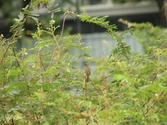 Pycnonotus conradi