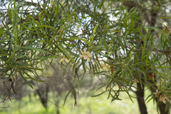 Eremophila mitchellii
