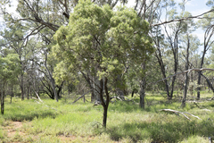 Eremophila mitchellii