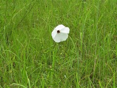Hibiscus meraukensis