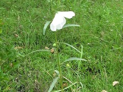 Hibiscus meraukensis