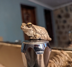 Chiromantis xerampelina