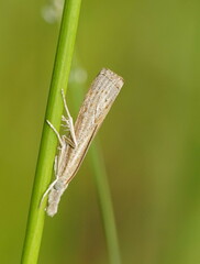 Culladia cuneiferellus