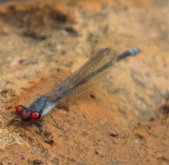 Pseudagrion sublacteum