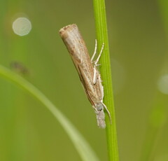 Culladia cuneiferellus