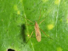 Amphineurus insulsus