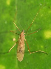 Amphineurus insulsus