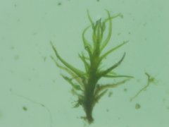 Trichodon cylindricus