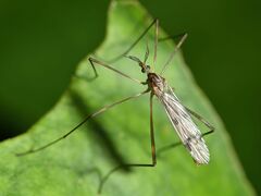 Gynoplistia inconjuncta