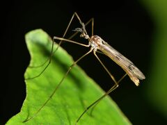 Gynoplistia inconjuncta