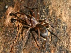 Hypodrassodes maoricus