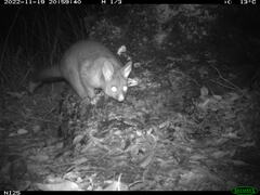 Trichosurus vulpecula hypoleucus