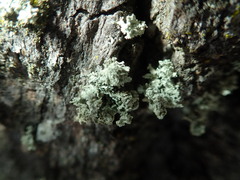 Ramalina baltica