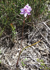 Thelymitra juncifolia