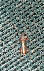Ossibia fuscata