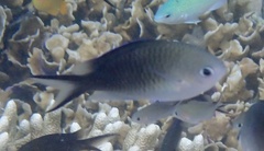 Chromis ternatensis