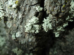 Ramalina baltica
