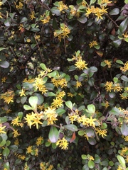 Corokia cotoneaster