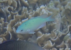 Chromis viridis