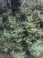 Corokia cotoneaster