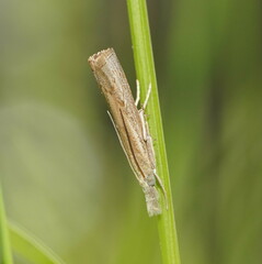 Culladia cuneiferellus