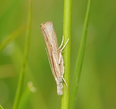 Culladia cuneiferellus