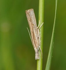 Culladia cuneiferellus