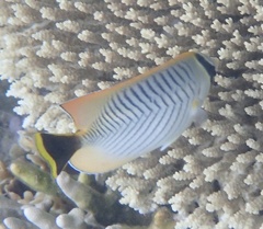Chaetodon trifascialis