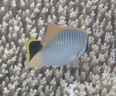 Chaetodon trifascialis