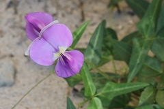 Vigna unguiculata