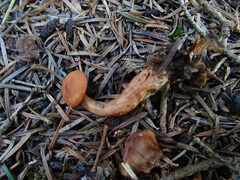 Dermocybe