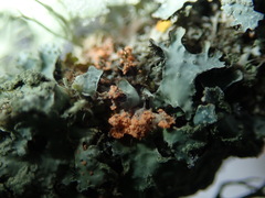 Erythricium aurantiacum
