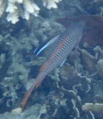 Myripristis