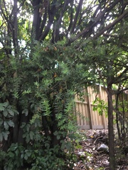 Podocarpus totara