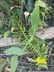 Senecio velleioides