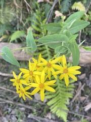 Senecio velleioides