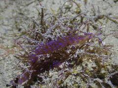 Pteraeolidia semperi