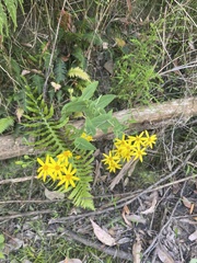 Senecio velleioides