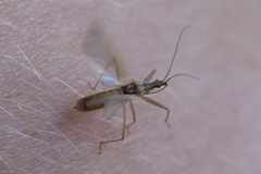 Nabis kinbergii