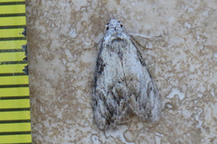 Nola pleurochorda