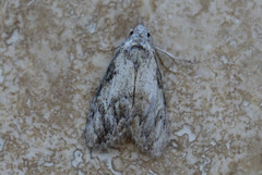 Nola pleurochorda