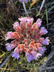Dilatris corymbosa