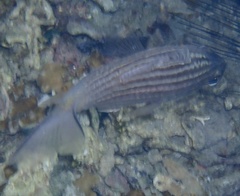 Cheilodipterus macrodon