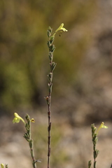Odontites longiflorus