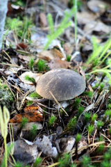 Leccinum variicolor