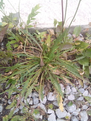 Scorzoneroides autumnalis