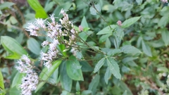 Eupatorium chinense