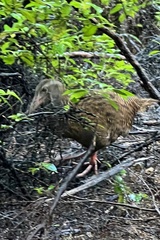 Gallirallus australis australis