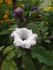 Datura metel