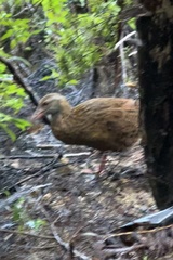 Gallirallus australis australis